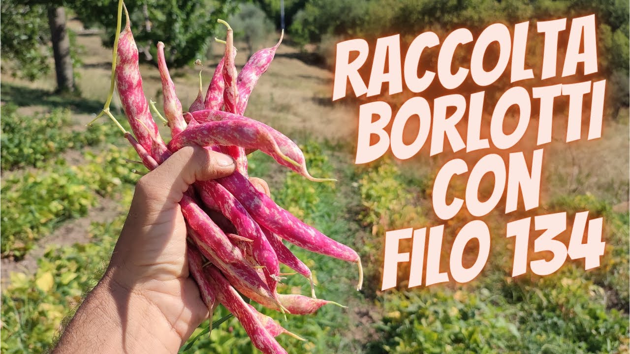 Come raccogliere i borlotti con Filo 134