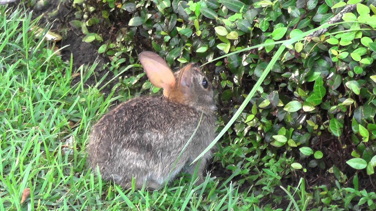 Thumper [IRL!] | Disney's Hollywood Studios