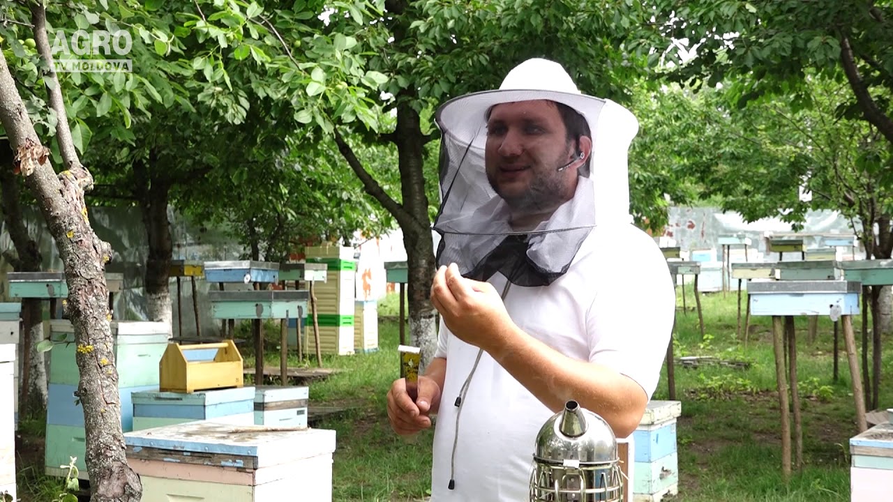 Producerea reginelor, afacere profitabilă