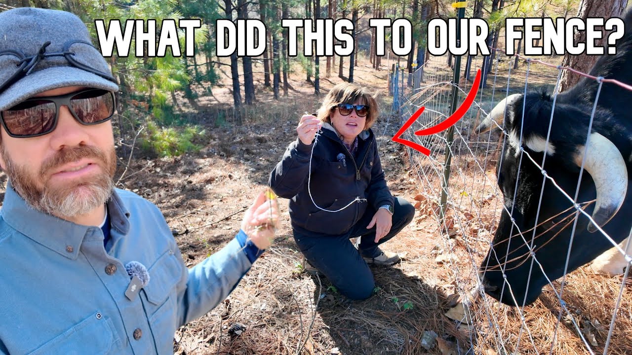 What Would Have Cut Our Fencing Like That?