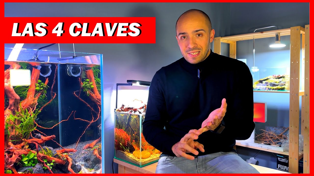 Así he conseguido ELIMINAR la CIANOBACTERIA de mi ACUARIO