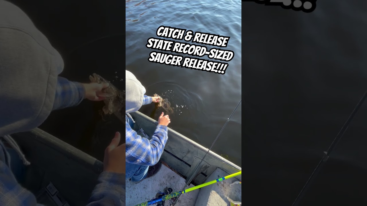 MN C&R state record sized Sauger release! 