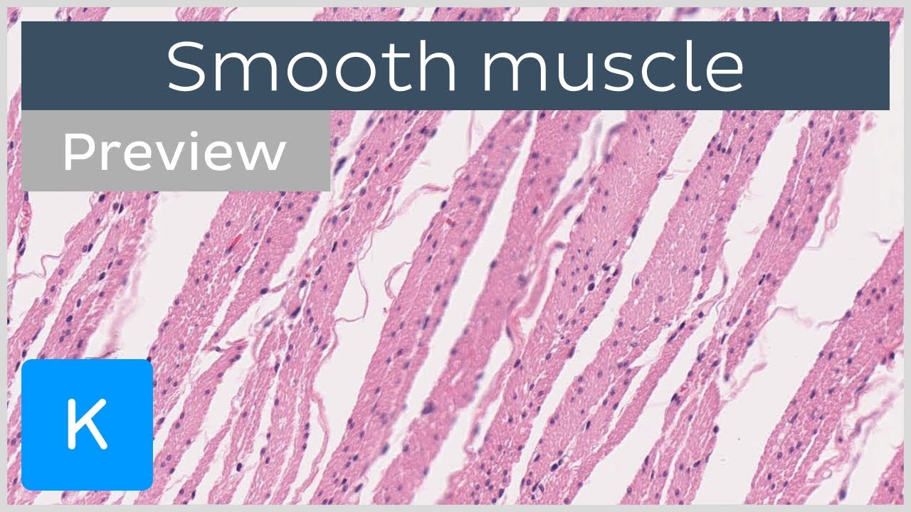Smooth muscle: location and cells (preview) - Human Histology | Kenhub