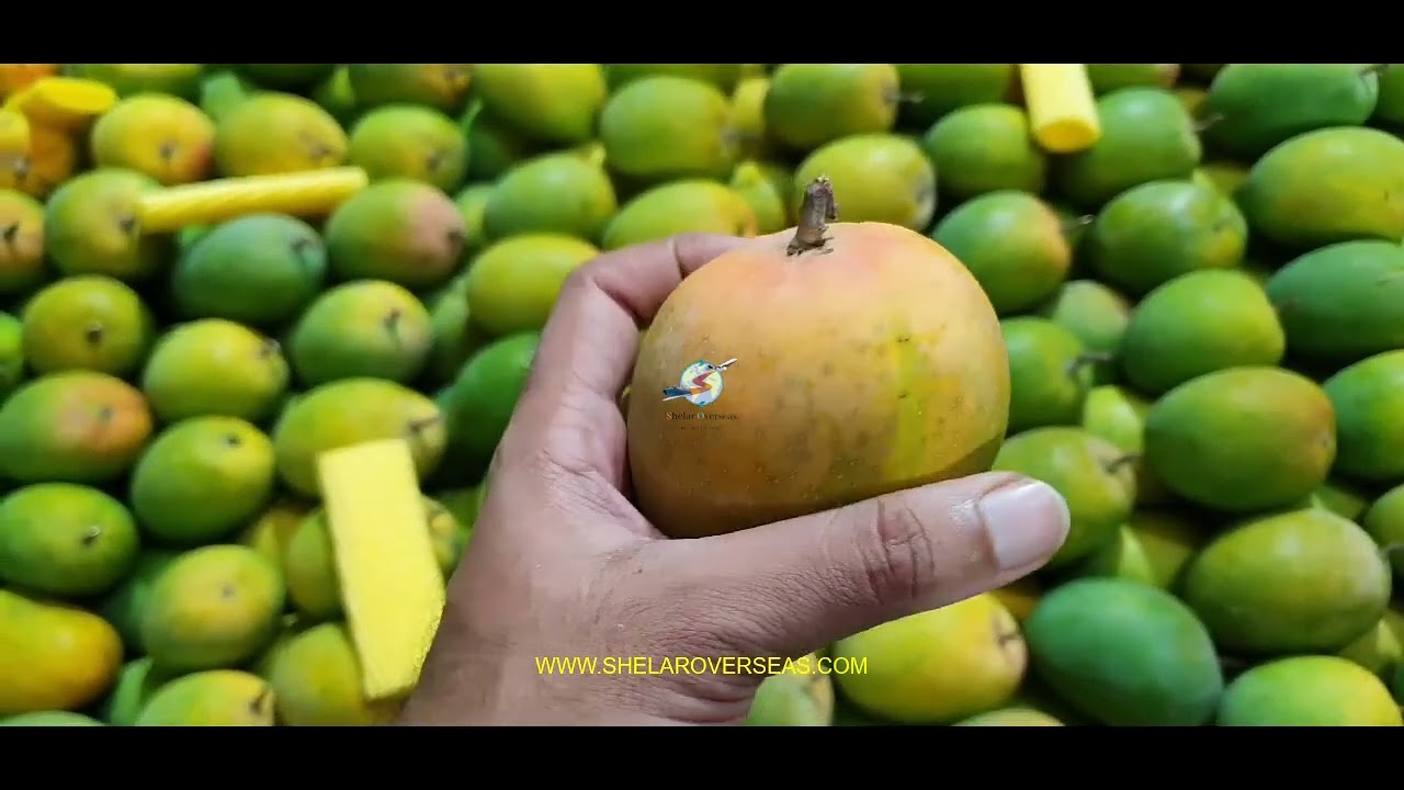 Alphonso Mango export to Singapore last shipment of2024 #alphonso #mango #export #fruit #indianmango