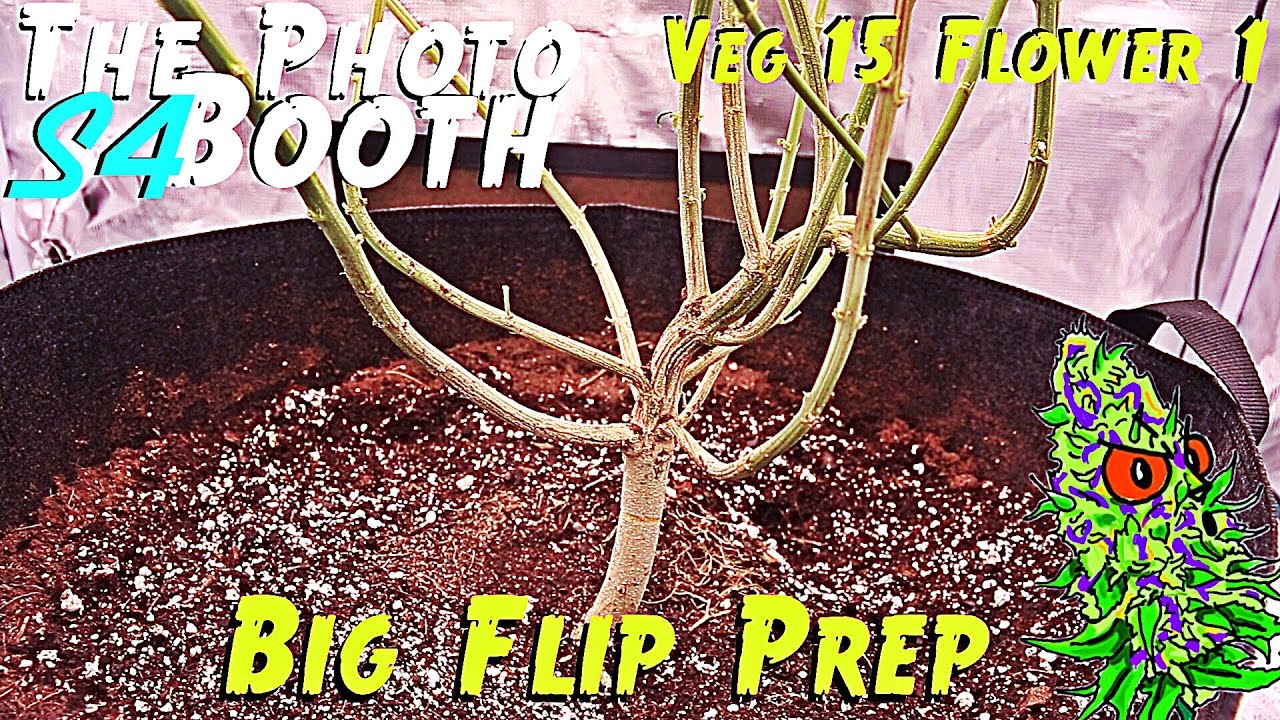 The Photo Booth S4 Ep. 11 | Veg Week 15 & Flower Week 1 | Big Flip Prep