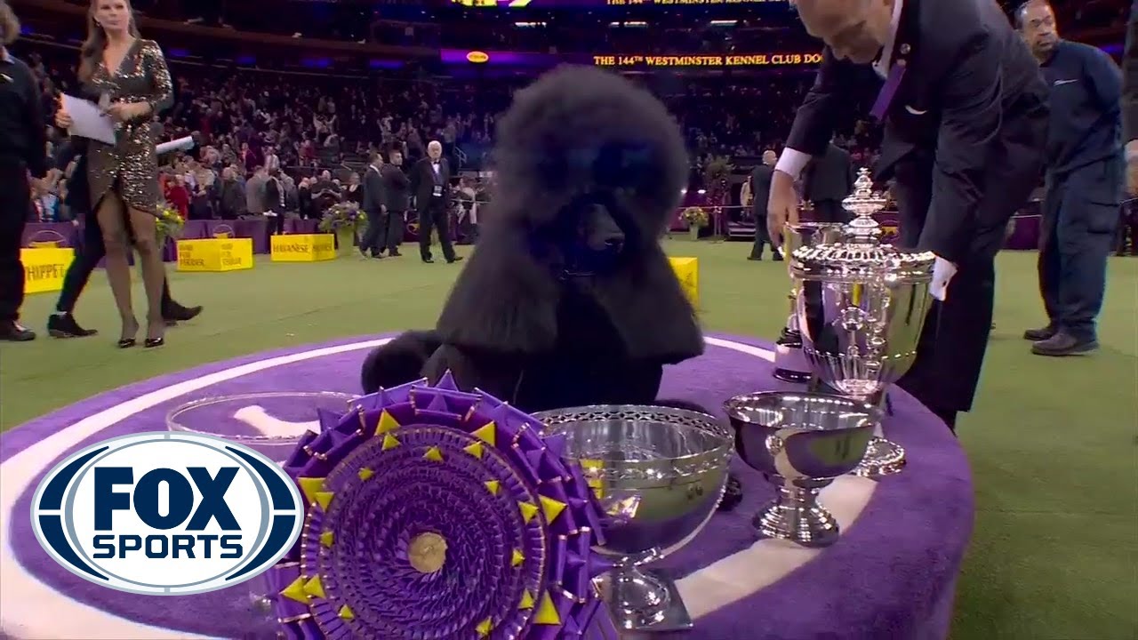 'Siba' the standard poodle wins Best in Show at 2020 Westminster Kennel Club Dog Show | FOX SPORTS