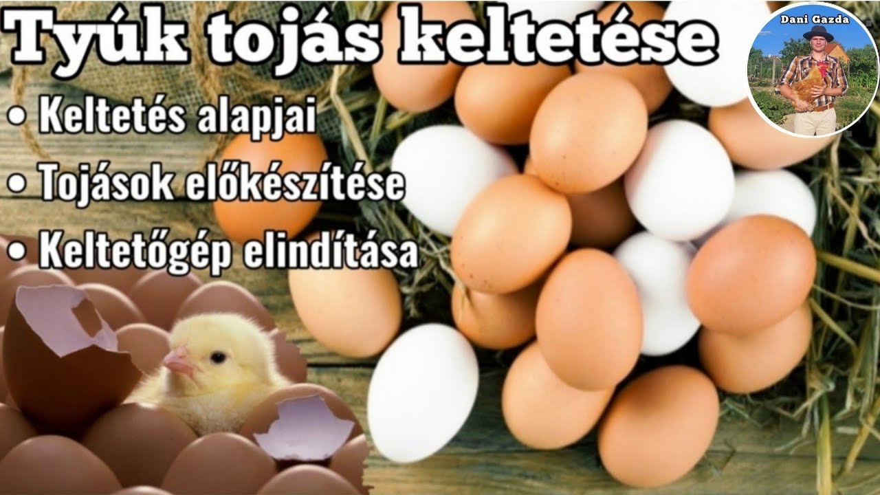 Tyúk tojás keltetése - A keltetés alapjai, tojások előkészítése, a keltetőgép elindítása | 1. rész