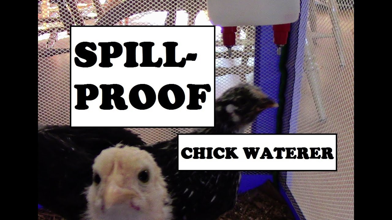 Spill-proof Chick Waterer