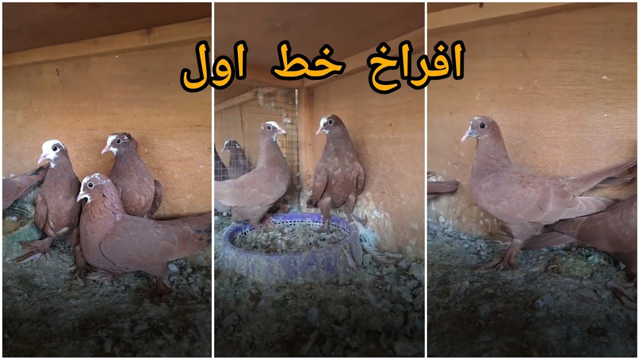 افراخ خط اول