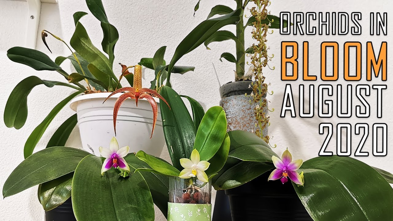 Orchids in Bloom August