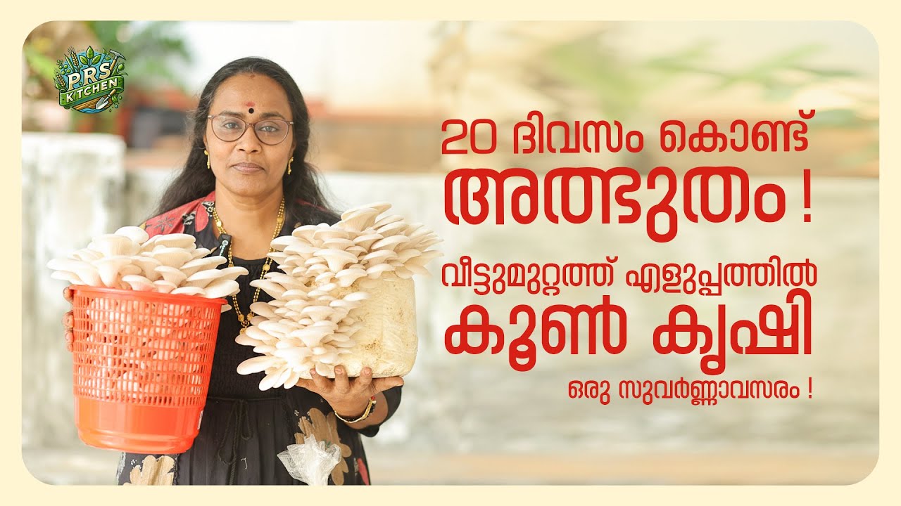 20 ദിവസം കൊണ്ട് അത്ഭുതം ! വീട്ടുമുറ്റത്ത് എളുപ്പത്തിൽ കൂൺ കൃഷി ഒരു സുവർണ്ണാവസരം ! Mushroom Farming