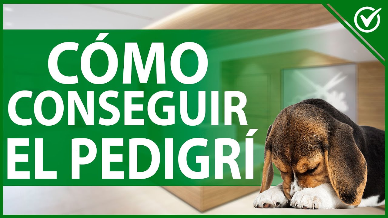 🐩 ¿Cómo se Consigue el Pedigrí de los Perros y qué tan Importante es? 🐩🏅