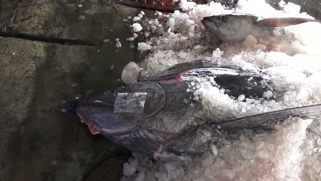 Blue Marlin Majesty Attractive Pros Showcase Supreme Cutting Skills on a 600lb Giant! hd