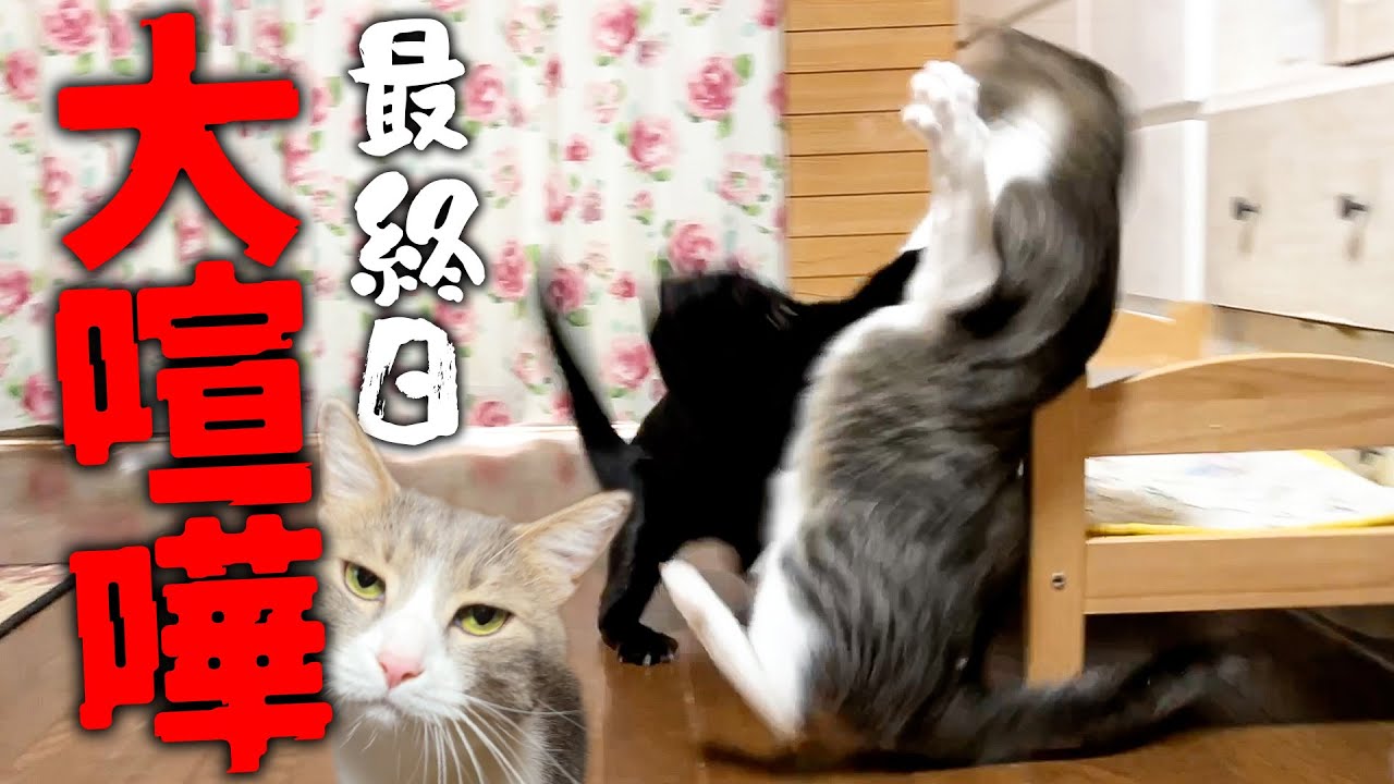 実家最終日の朝に猫たちの大喧嘩が発生してしまいました。。。