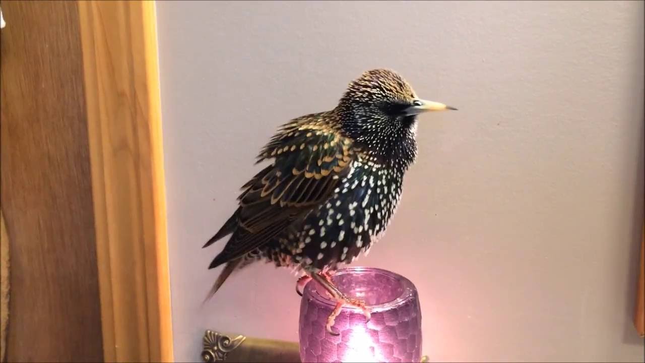 European Starling mimics words (