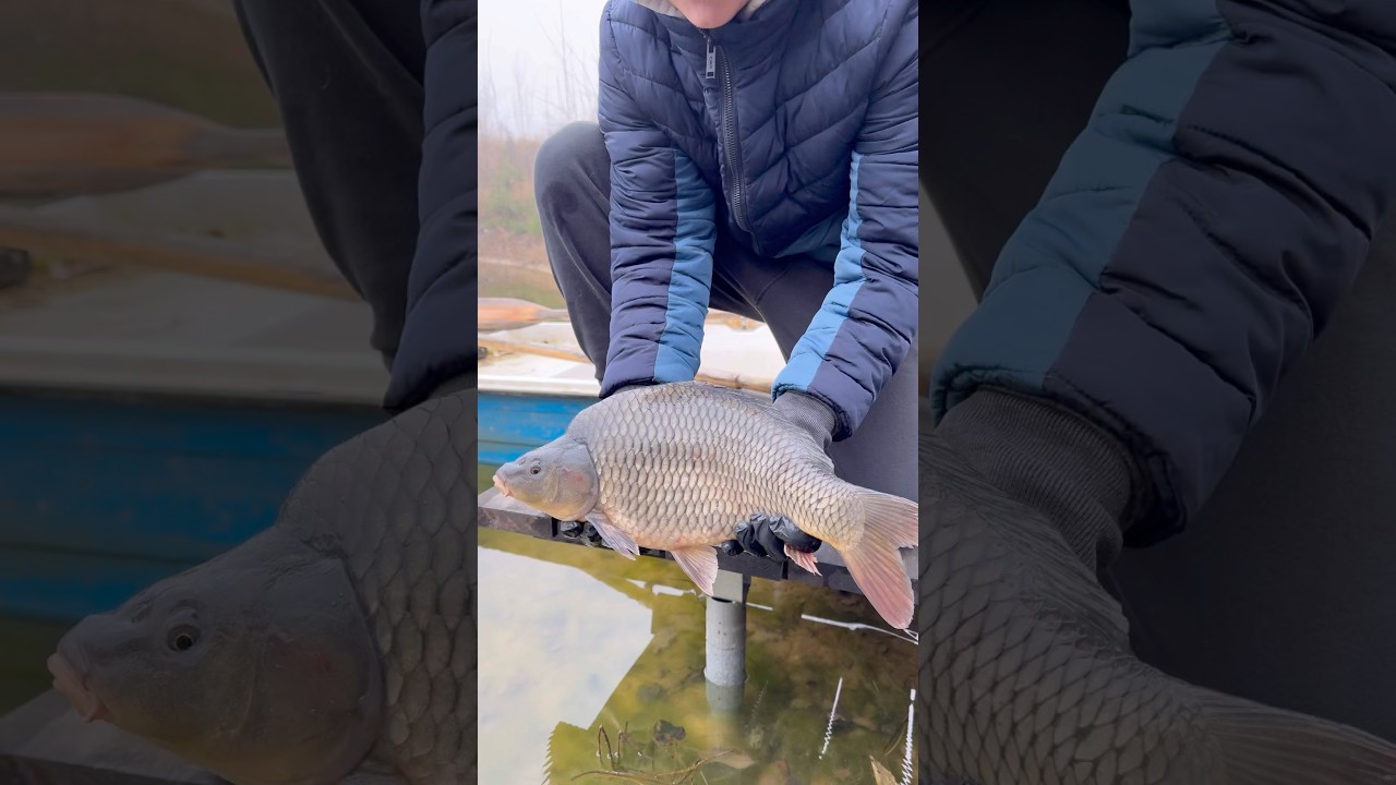Zarybianie pięknym pełnołuskim 🤩 #prywatnystaw #zarybianiekarpiem #hodowlakarpia #carpfishing #karp