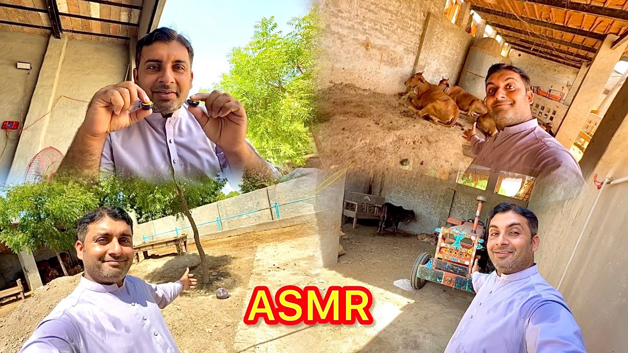 ASMR Cow Farm 🐄 Relaxing Cattle Sounds, Feeding, Milking & Peaceful Farm Routine