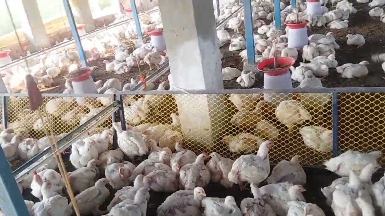 2300 ग्राम वजन 33 वें दिन देखे क्या दिया बच्चों को की वजन हो गया दुगना।