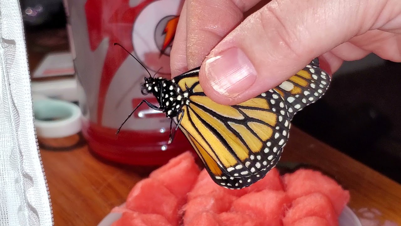 How I get a butterfly to drink juice, sugar water or Gatorade