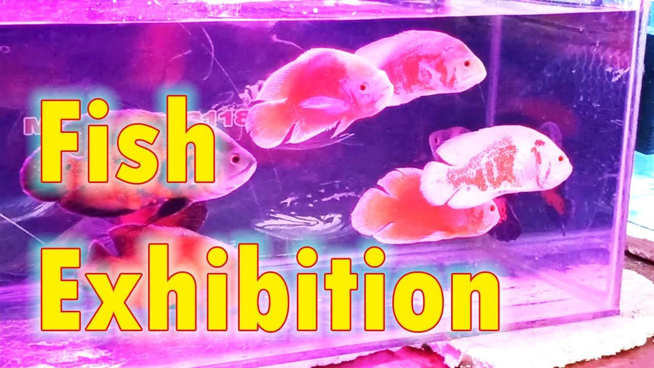Fish Exhibition