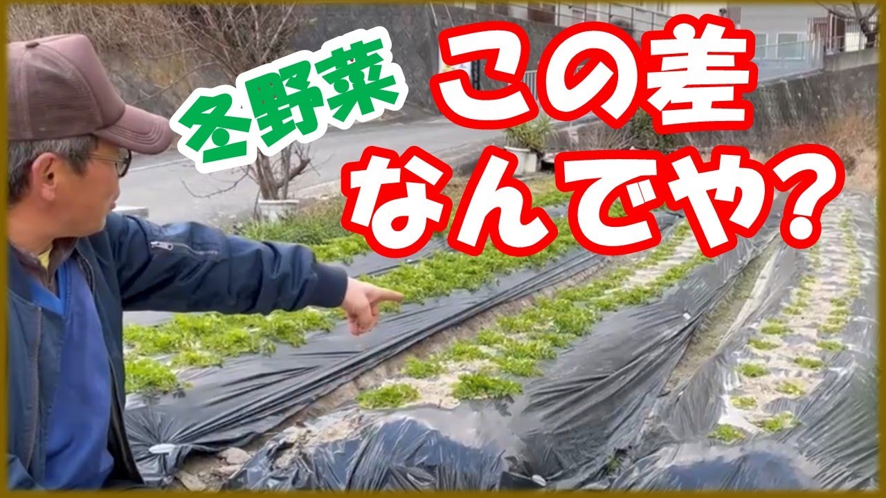 冬野菜、同じ畑なのにここまで差が出る理由