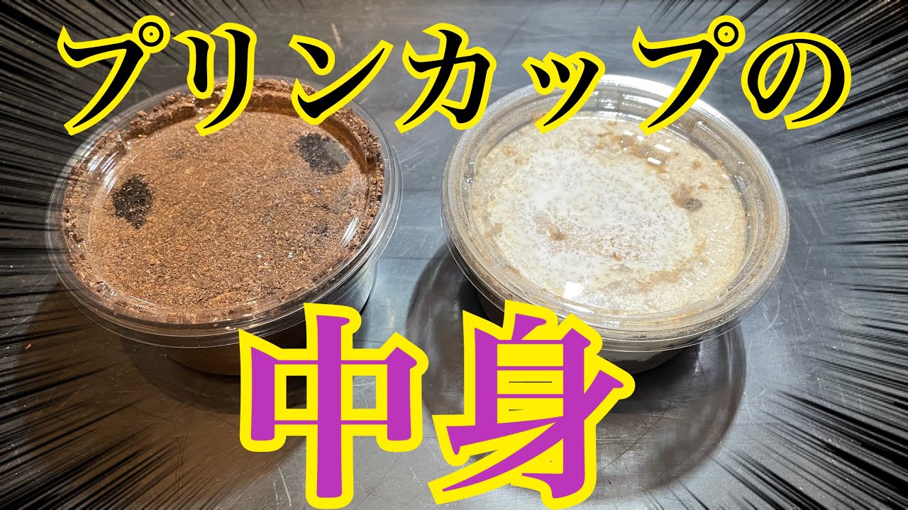 プリンカップでオオクワガタを羽化させるとこうなる【クワガタ飼育】