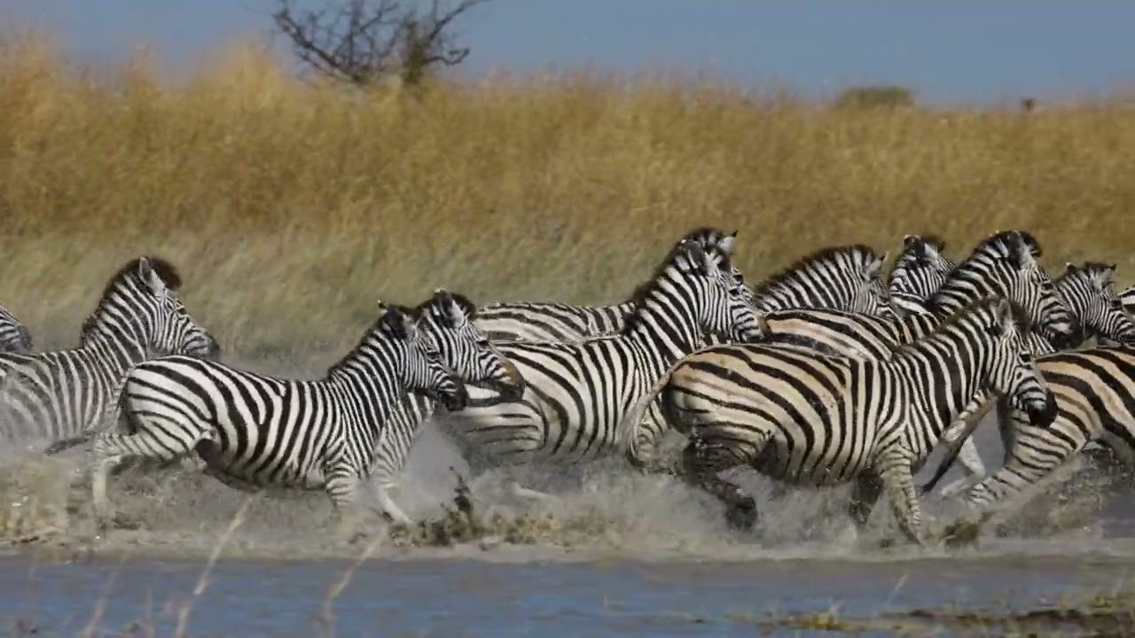 Zebras Running-Zebra migration-4k Nature (Ultra HD) | Nature's Sweet Tales