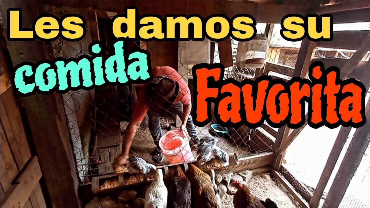 La comida favorita de todos mis animalitos 👏🤠❤️🇨🇱❤️