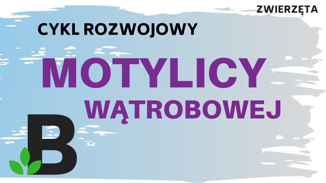 Cykl rozwojowy MOTYLICY WĄTROBOWEJ - Płazińce - ZWIERZĘTA tr&oacute;jwarstwowe - KOREPETYCJE z BIOLOGII 313