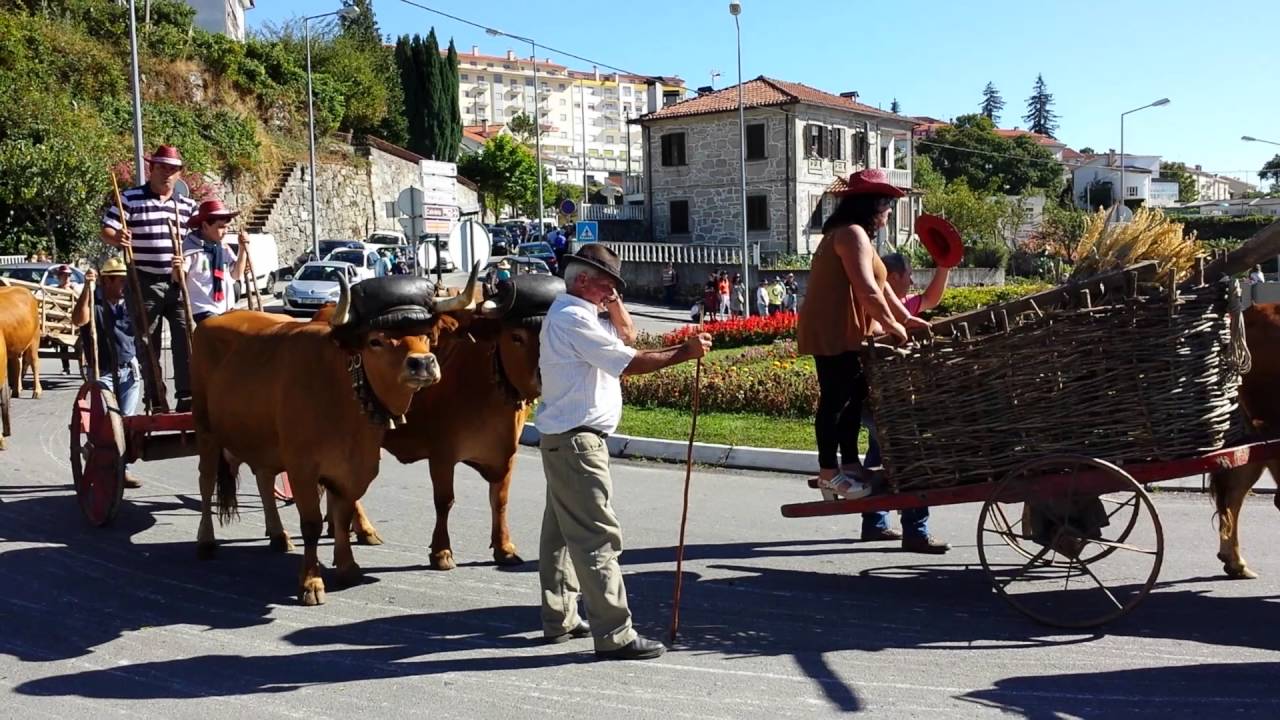Desfile de carros de vacas