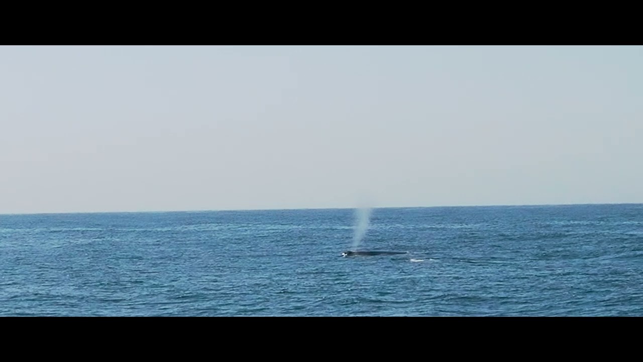 Whales visiting Mazatlan