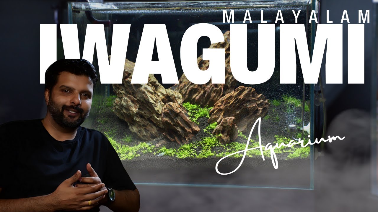 Easy Iwagumi Aquascapes with BIG Impact Using Dragon Stones