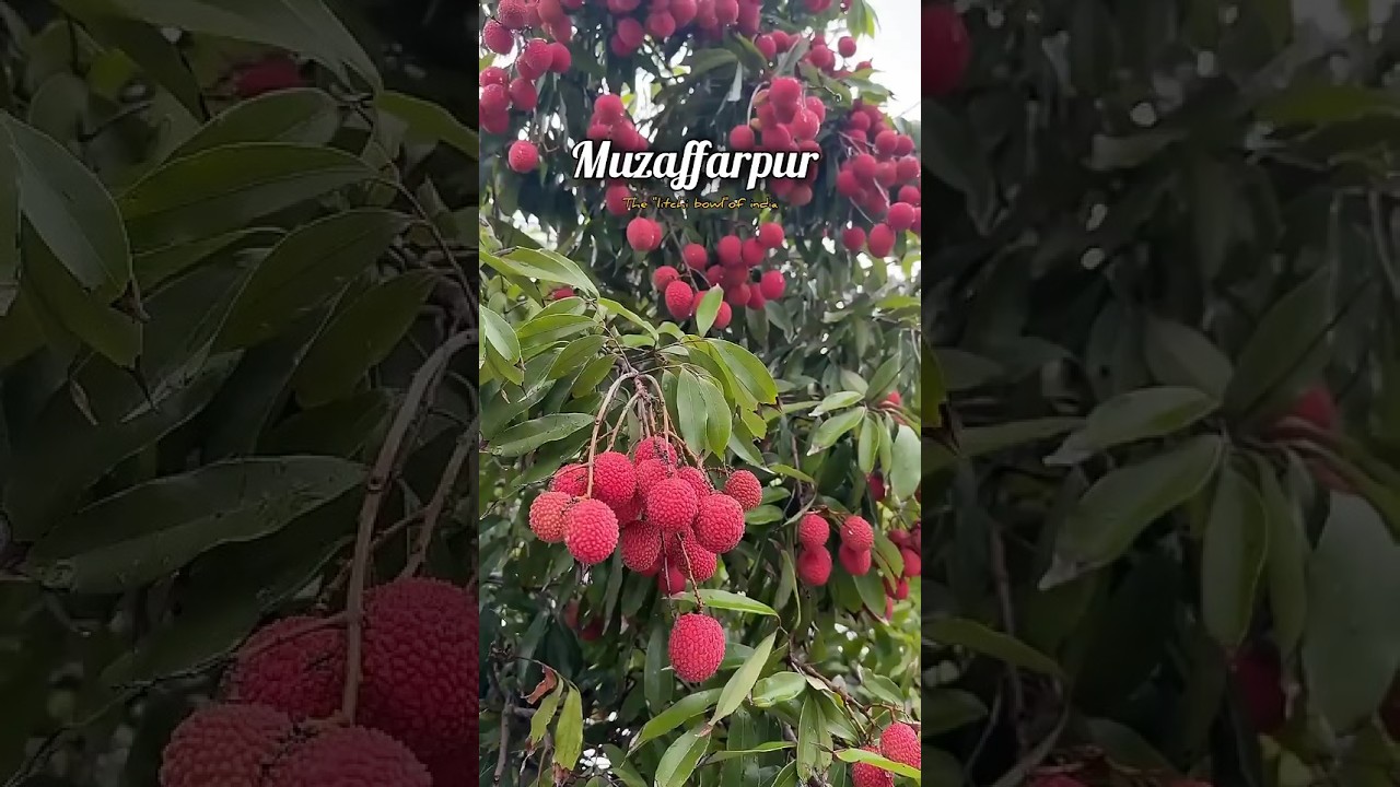 Muzaffarpur ke litchiyaa 😍 #viralvideo #muzaffarpur #litchi #youtubeshorts #shorts