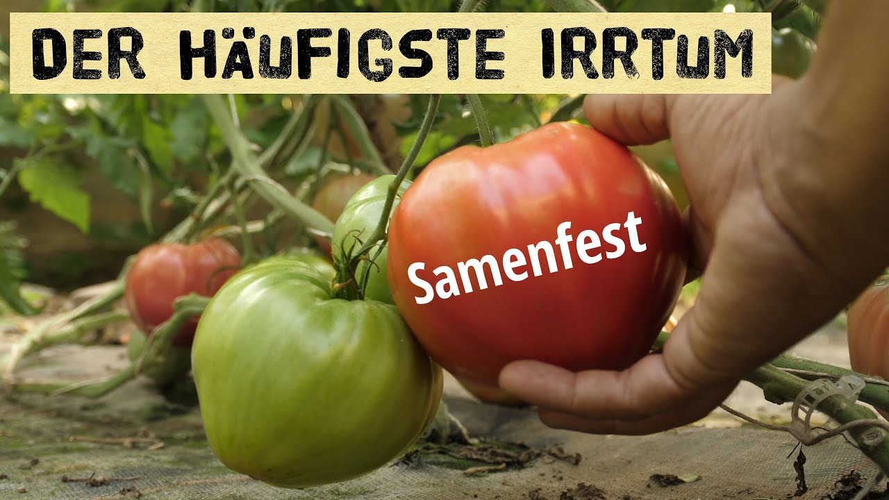 Warum samenfestes Saatgut nicht das ist was einige darunter verstehen!