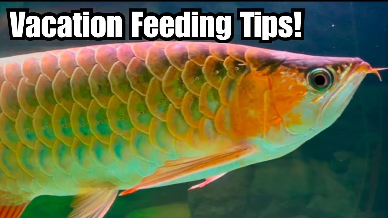 Tips On Feeding Monster Fish Whilst On Vacation! 