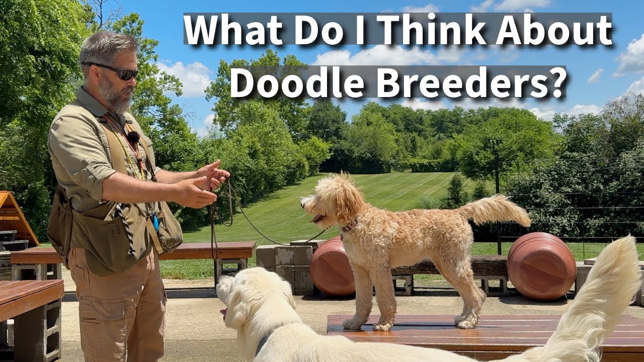 Являются ли заводчики дудлов этичными и ответственными?