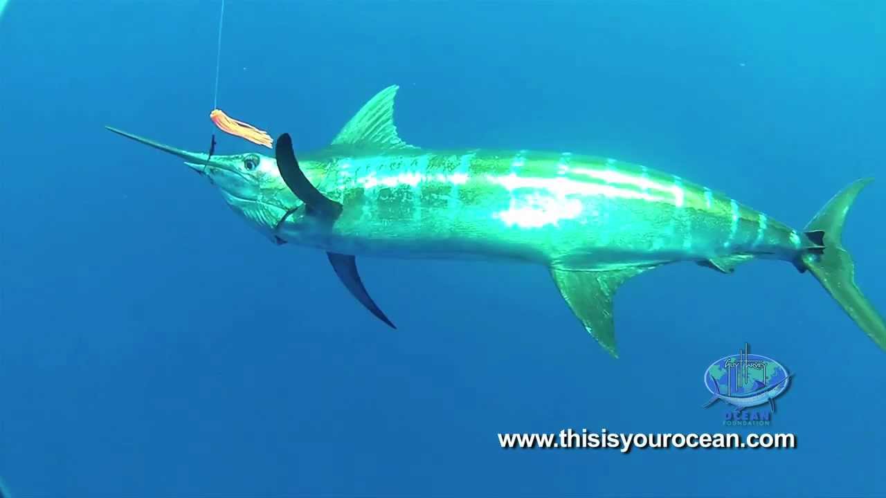 Massive Mako Shark Surprises Diver and Blue Marlin!