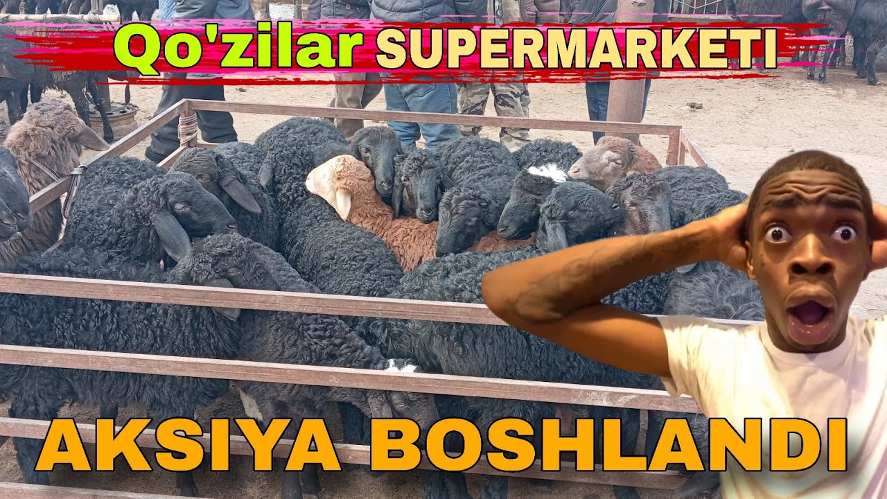 Vodiydagi eng orzon qo'y bozori