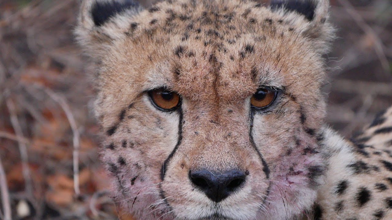 SAFARI AT MADIKWE GAME RESERVE