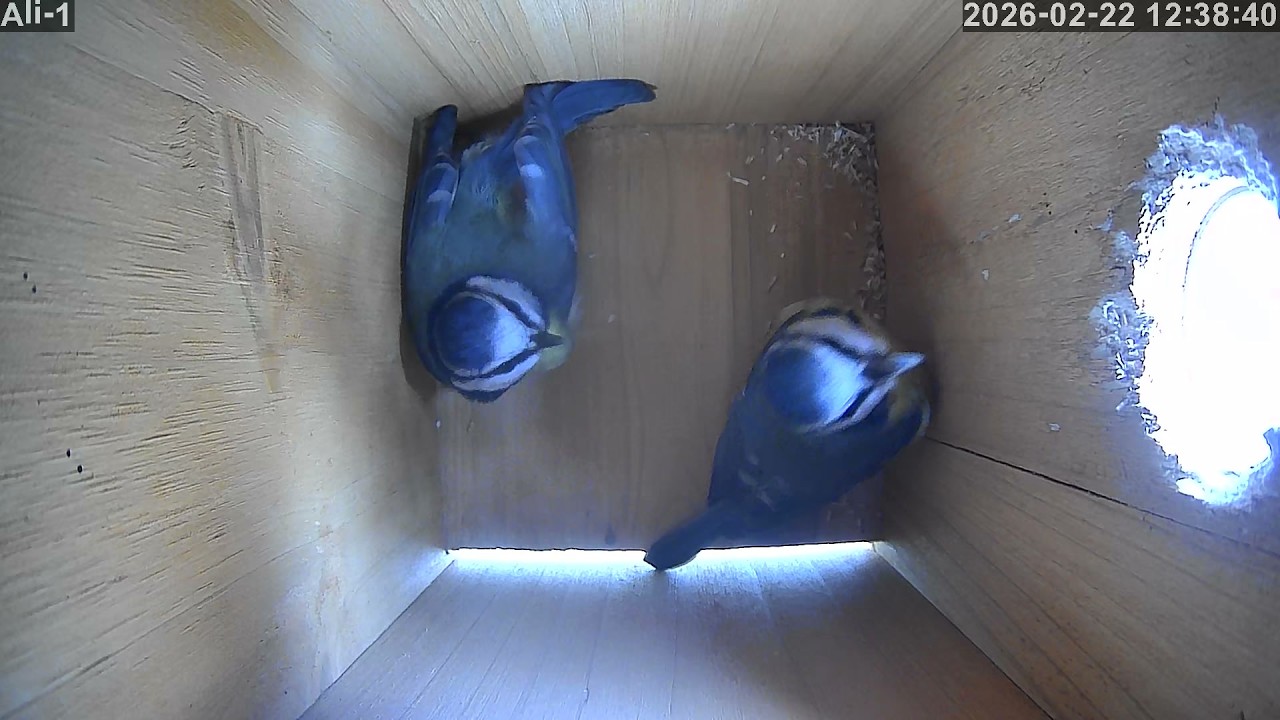 2026 02 22   Blue Tit nest Box   Two birds in box