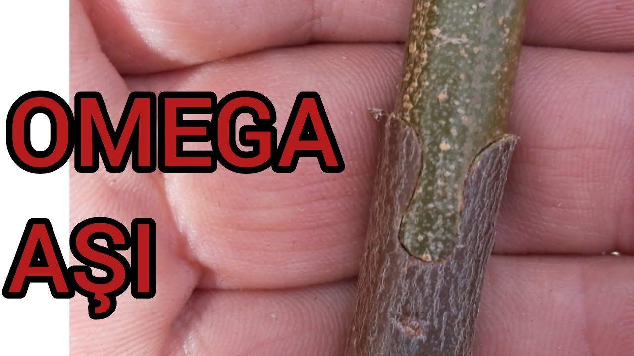 OMEGA AŞI ( İŞE YARAMAZ DENİLEN MAKAS İLE HARİKA AŞILAR )