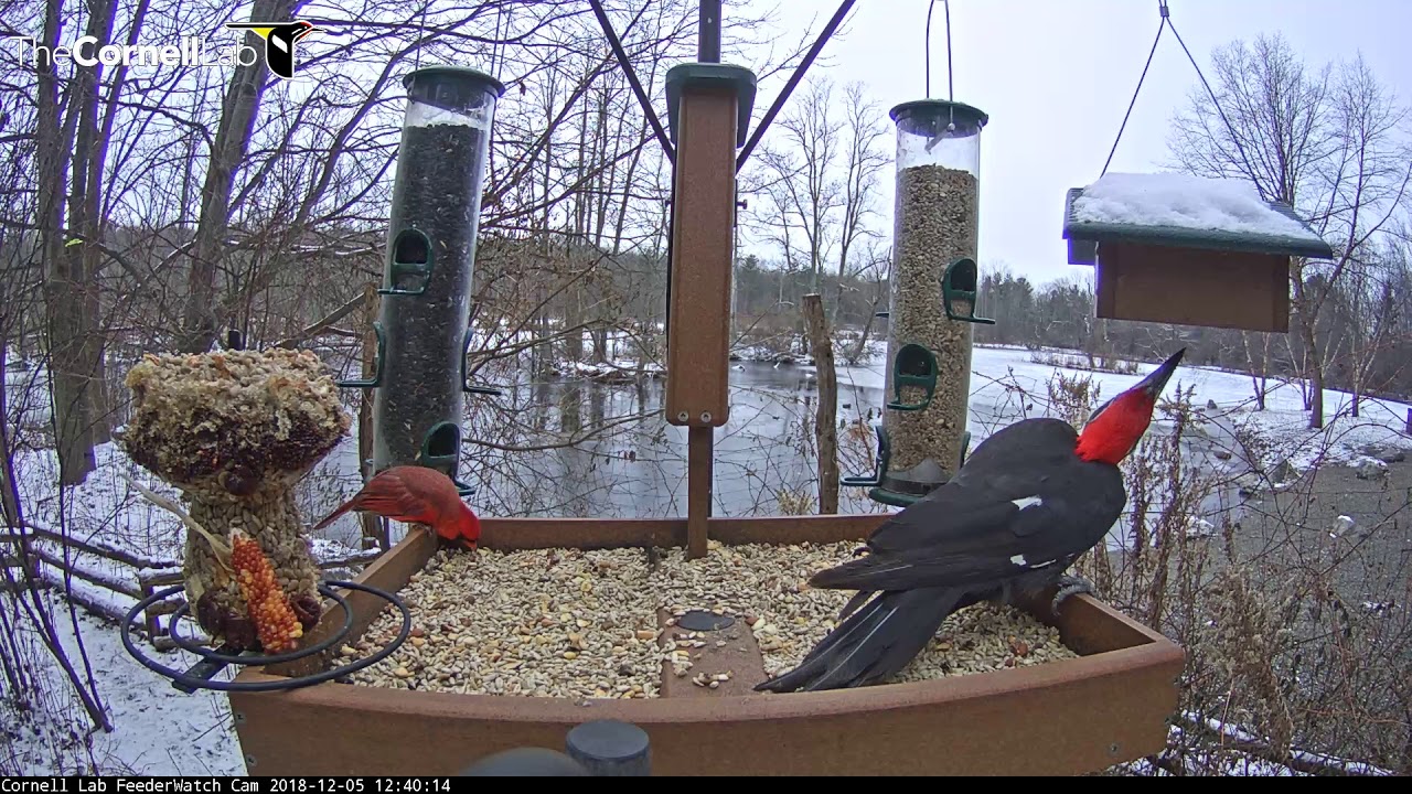 Pileated Woodpecker Makes Long Visit To Cornell Lab FeederWatch Cam – Dec. 5, 2018