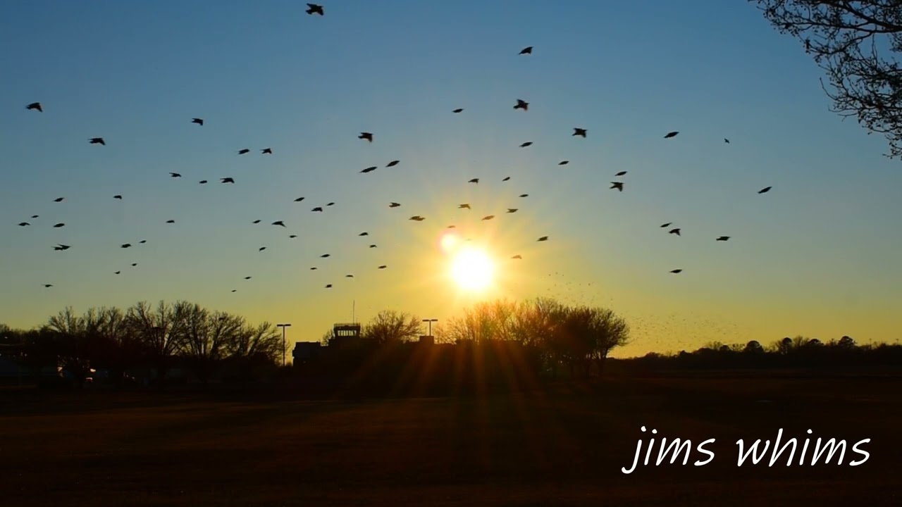 Sunset Tales: Birds are a Dancing