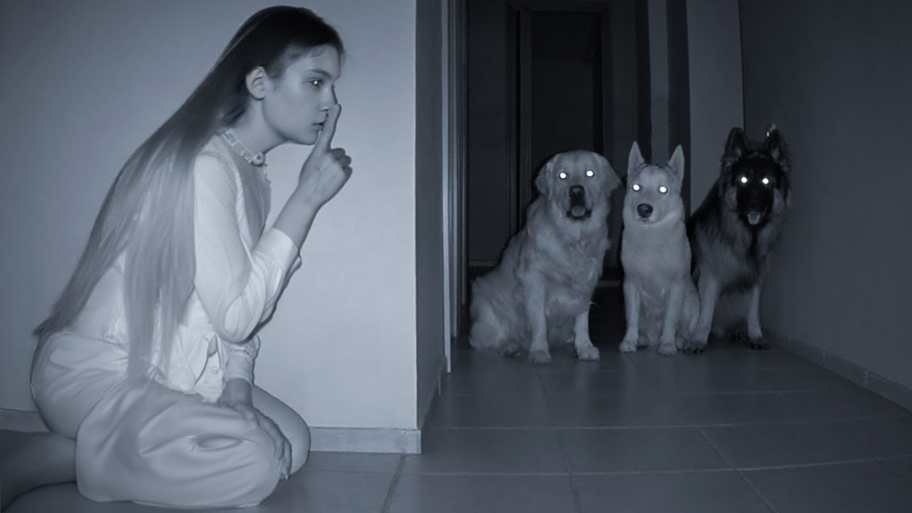 Ella Se Escondió de Sus Perros y Esto Es Lo Que Sucedió Después