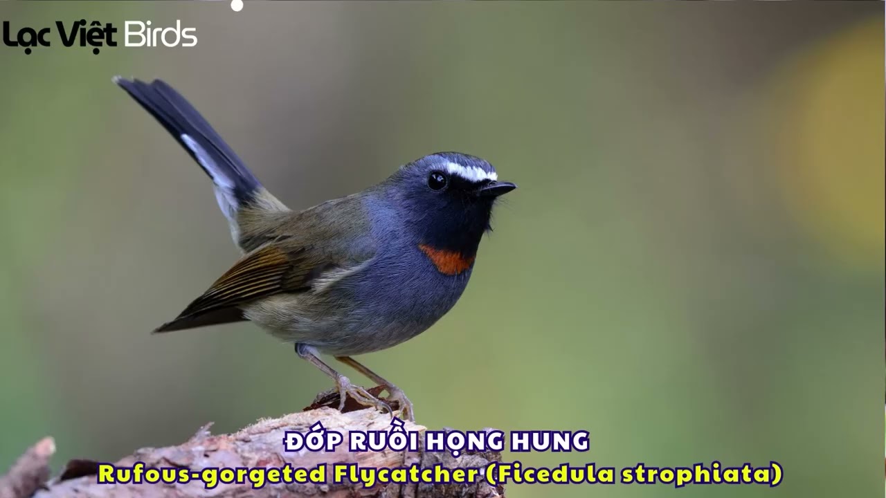 CHIM ĐỚP RUỒI HỌNG HUNG HÓT | Rufous gorgeted Flycatcher (Ficedula strophiata)