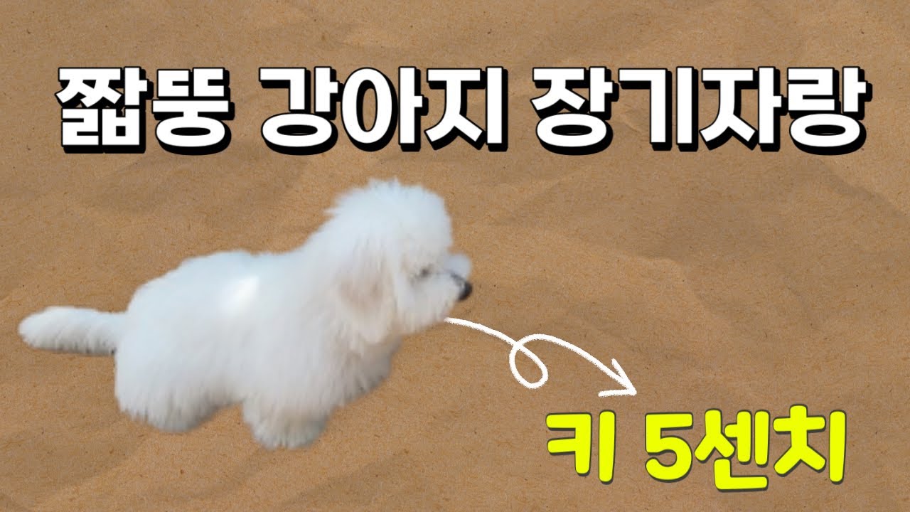 아기강아지 홍삼일기EP2 : 애견카페에서 이런걸 해?