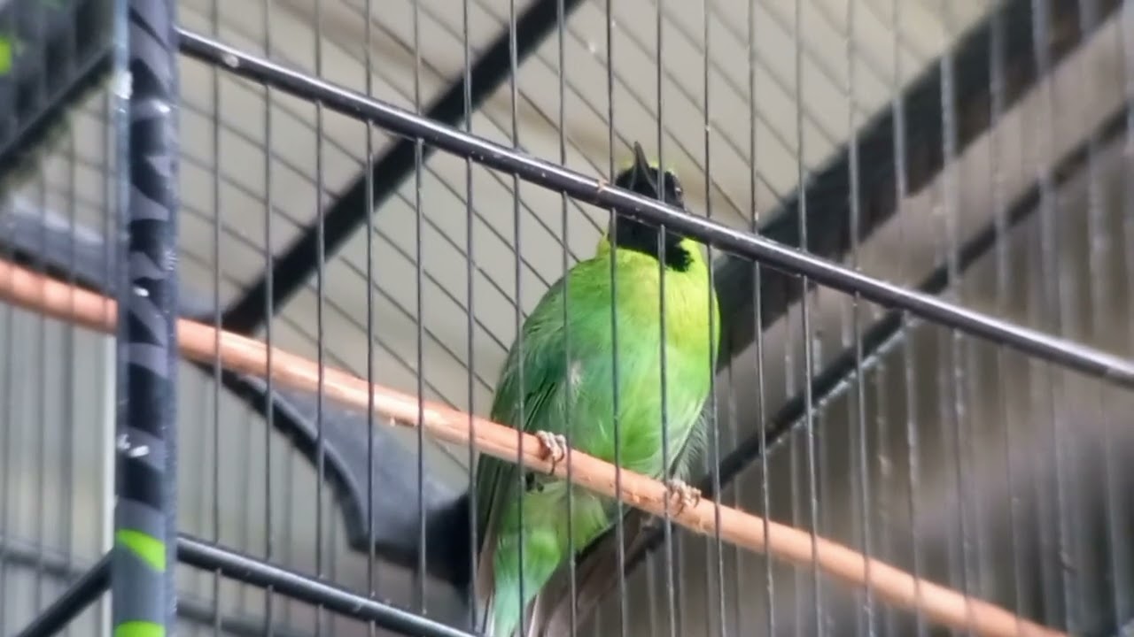 AKSI C.I 'GUNCANG, KELAS CUCAK IJO B di 