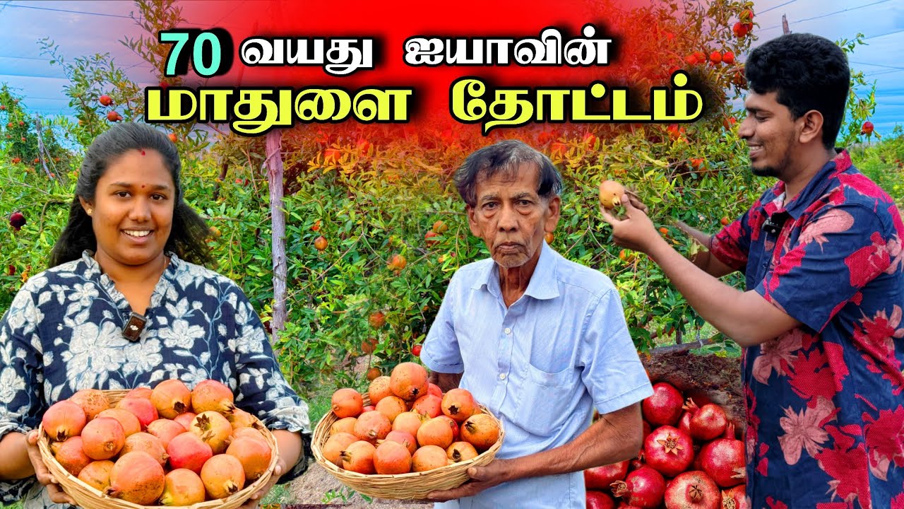 Fruit-bearing pomegranate garden 😍🍒 | Most profitable farm 😮 | Aiyya Farm 