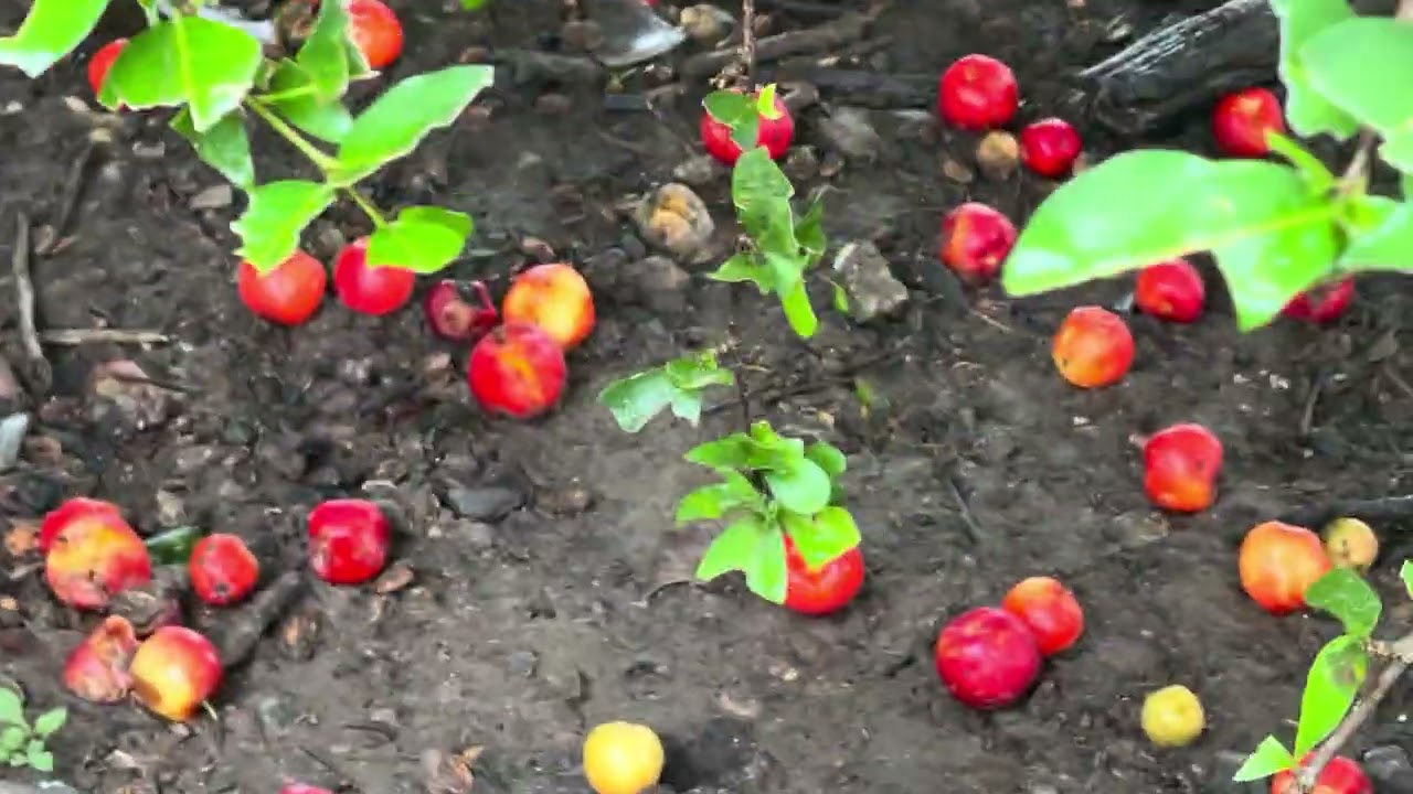 As frutas do recanto I é uma pequena mostragem 