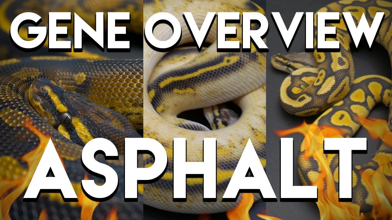 Asphalt Gene Ball Python Overview!! The Best Gene Ever?!?